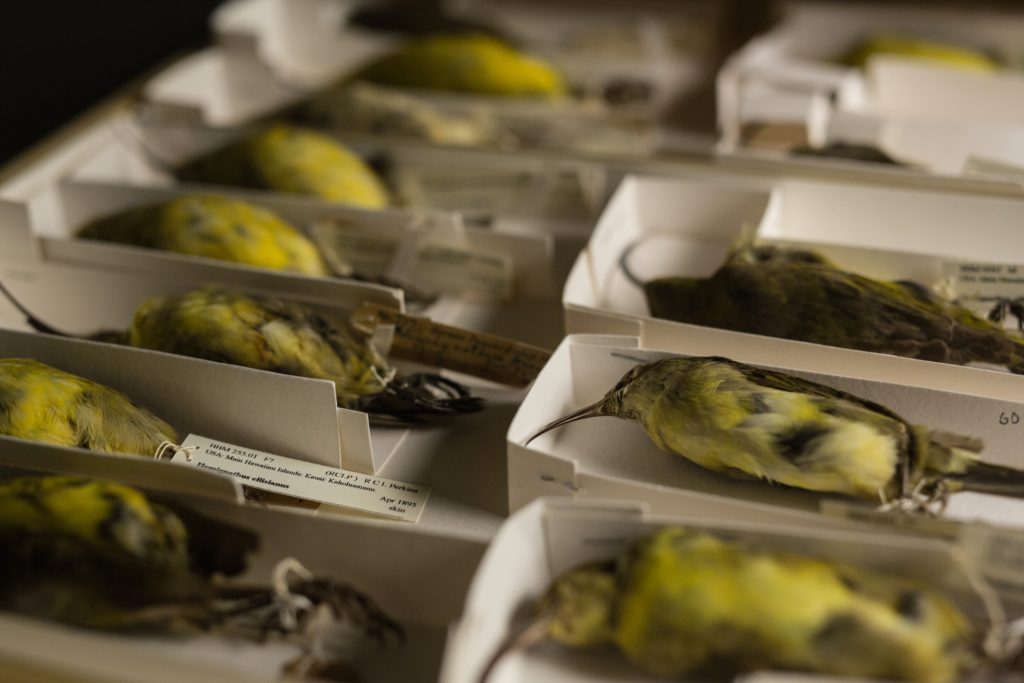 Oʻahu ʻakialoa. Jeremy Snell, courtesy of Bernice Pauahi Bishop Museum