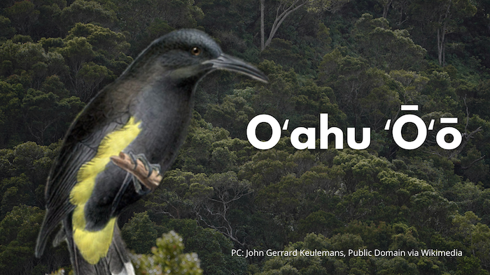 Oʻahu ʻŌʻō