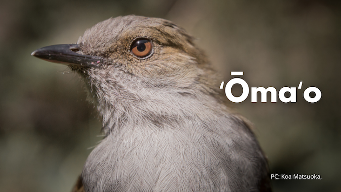 ʻŌmaʻo