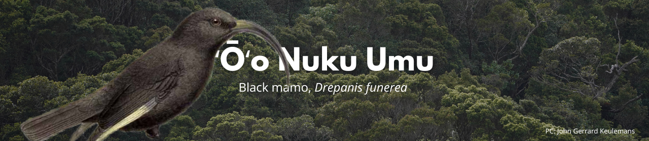 ʻŌʻō Nuku Umu