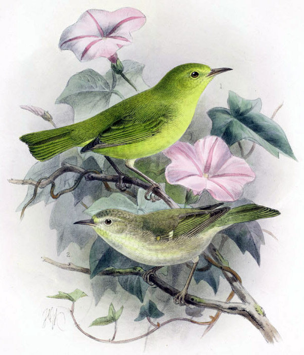 Lānaʻi ʻAlauahio, John Gerrard Keulemans