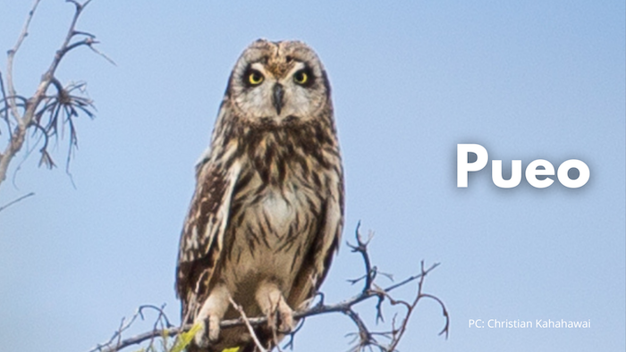 Pueo