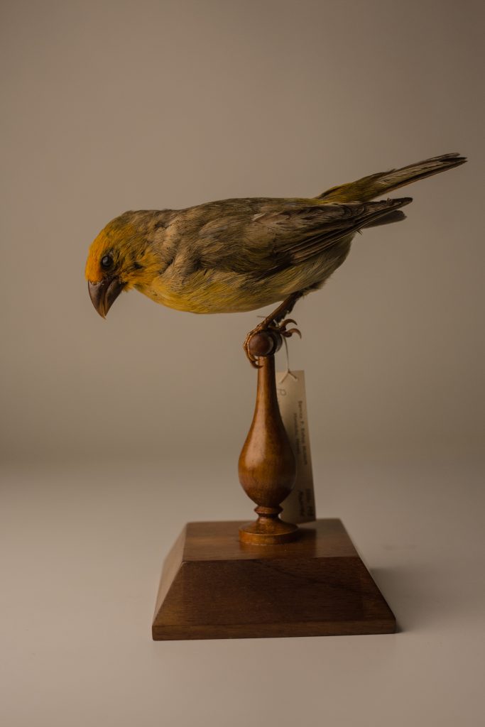 Greater koa-finch. Jeremy Snell, courtesy of Bernice Pauahi Bishop Museum