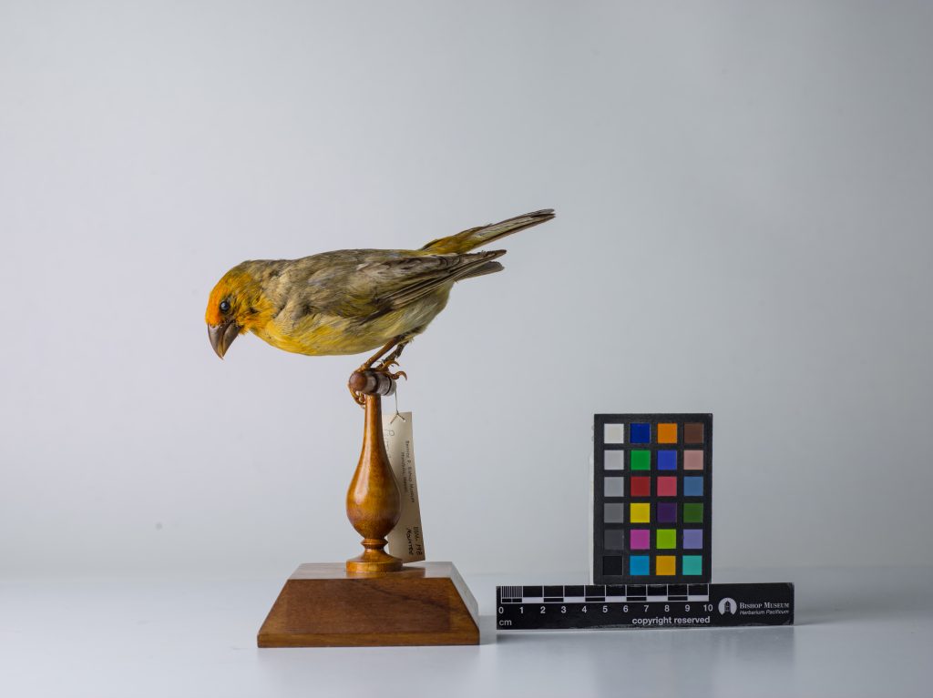 Greater koa-finch. Jeremy Snell, courtesy of Bernice Pauahi Bishop Museum