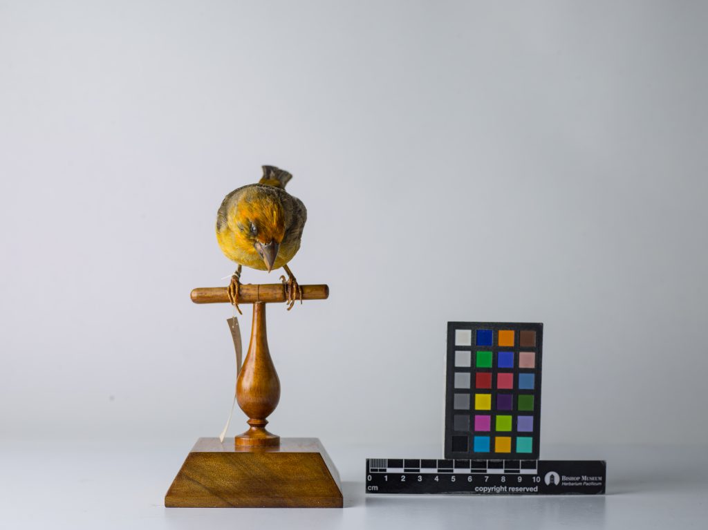 Greater koa-finch. Jeremy Snell, courtesy of Bernice Pauahi Bishop Museum