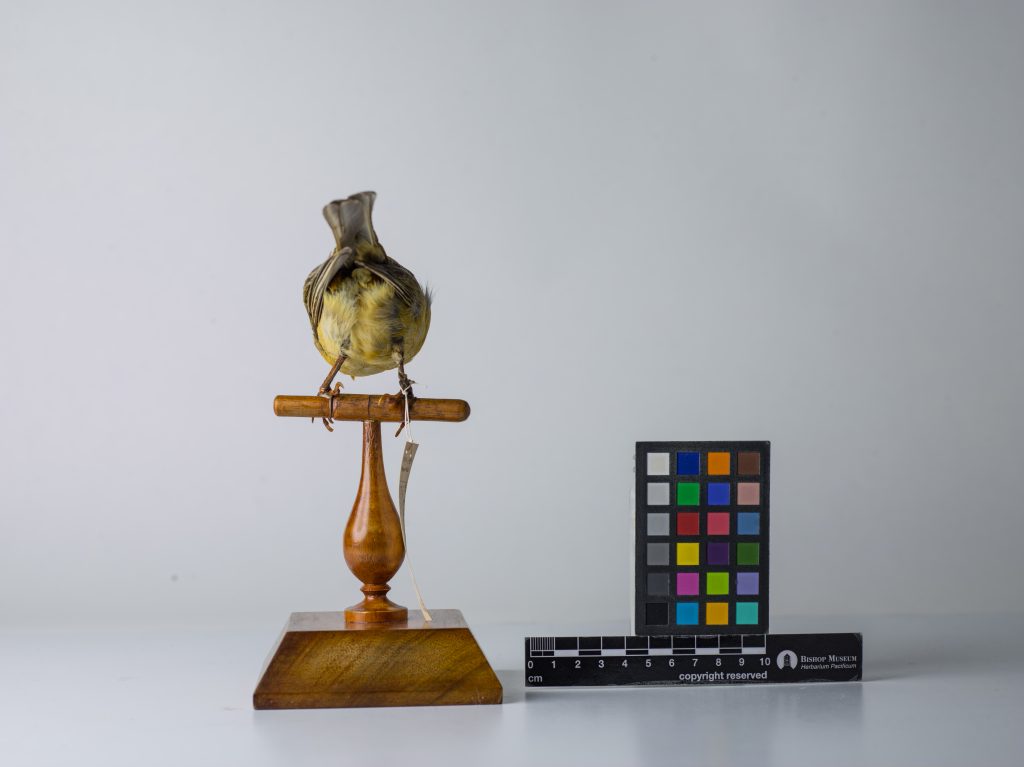 Greater koa-finch. Jeremy Snell, courtesy of Bernice Pauahi Bishop Museum