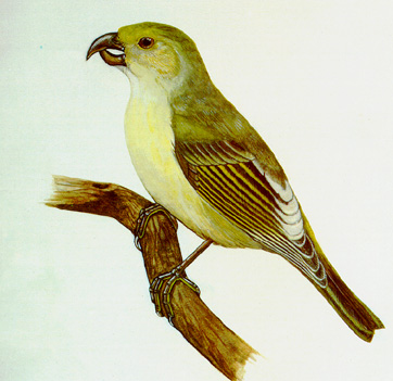 Lānaʻi Hookbill. Illustration by N. Pazant from Wilson Bull. 101: frontispiece (1989)