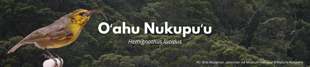 Oʻahu Nukupuʻu
