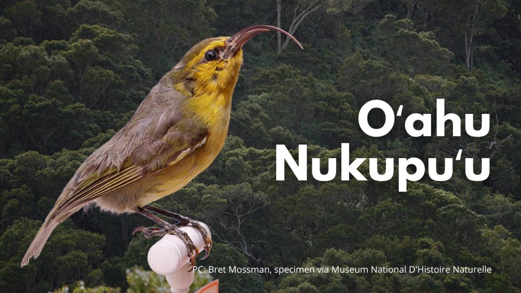 Oʻahu Nukupuʻu