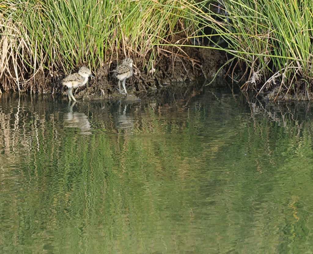 Keiki aeʻo- Jan S Peterson