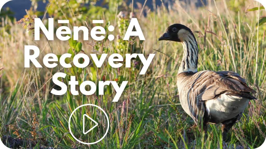 Nēnē: A recovery story