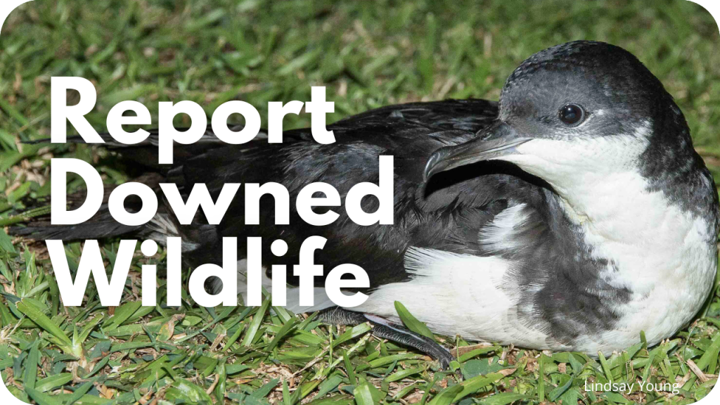 Report Downed Wildlife