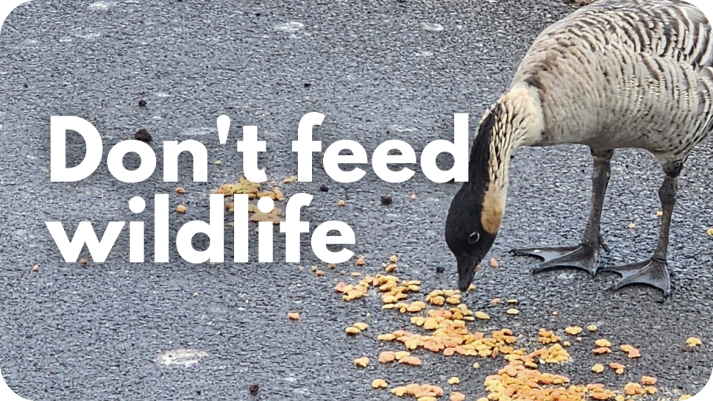 Donʻt feed wildlife