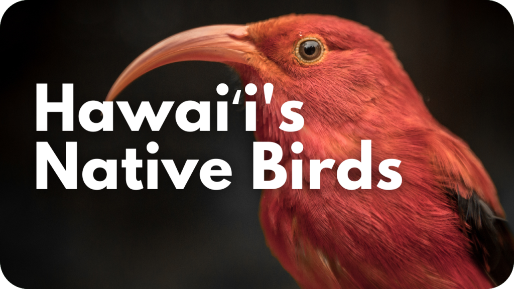 Hawaiʻi's native birds