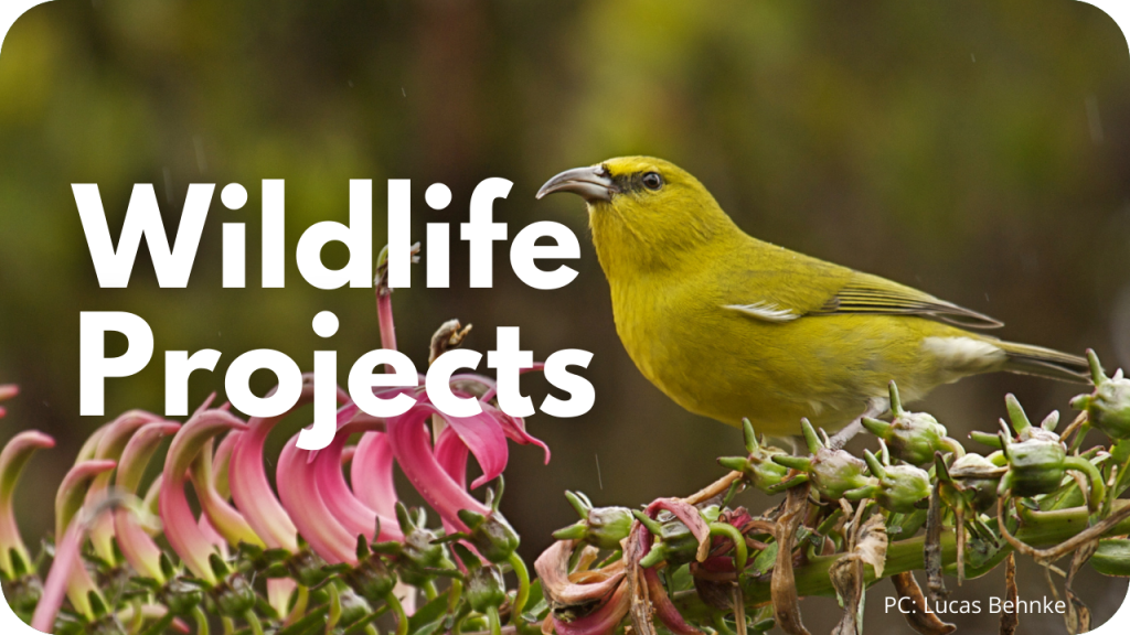 Wildlife Projects