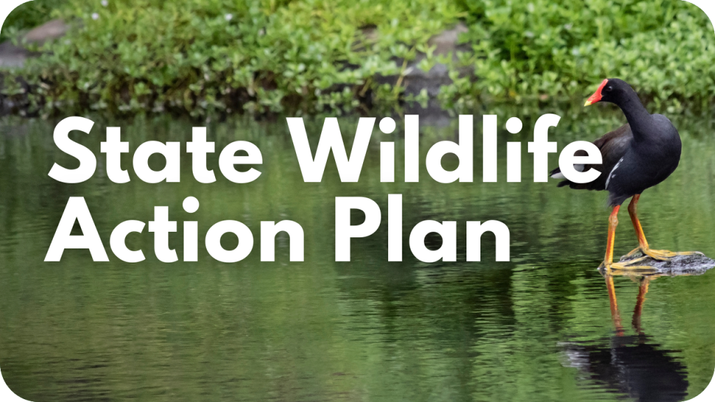 State Wildlife Action Plan
