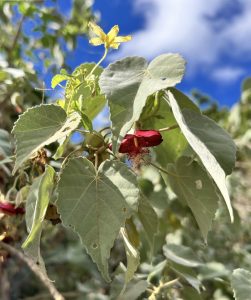 Flower and leaves of Abutilon menziesii.