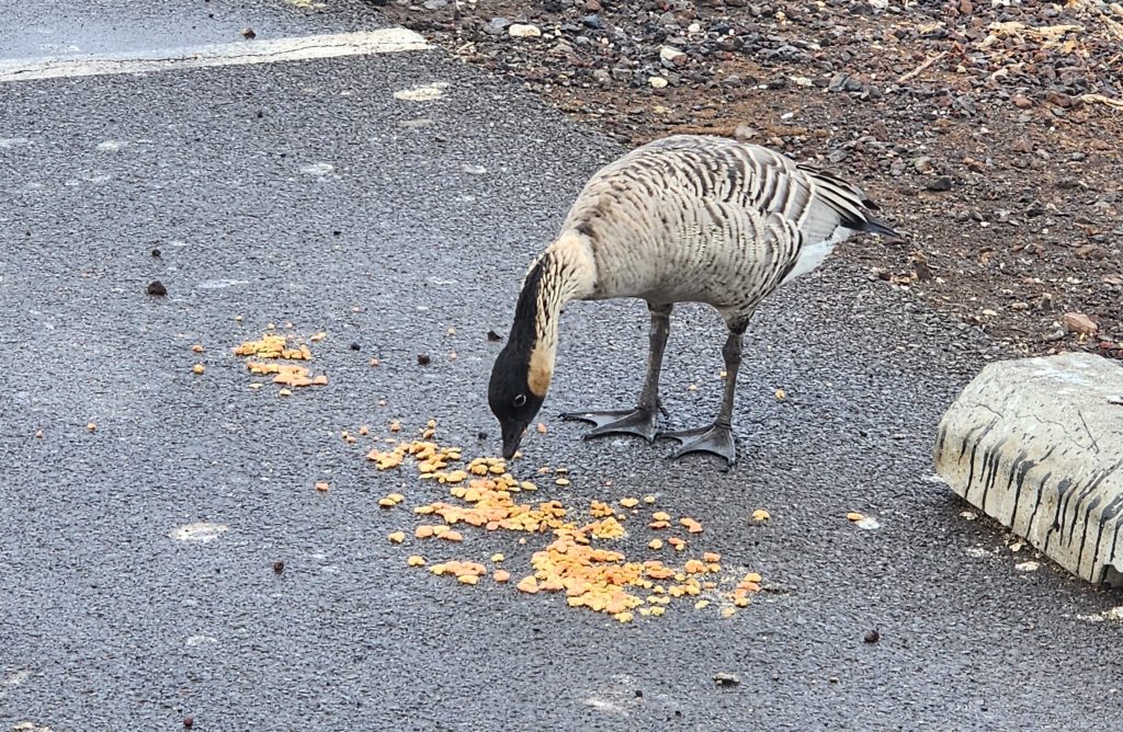Nēnē eating cat food