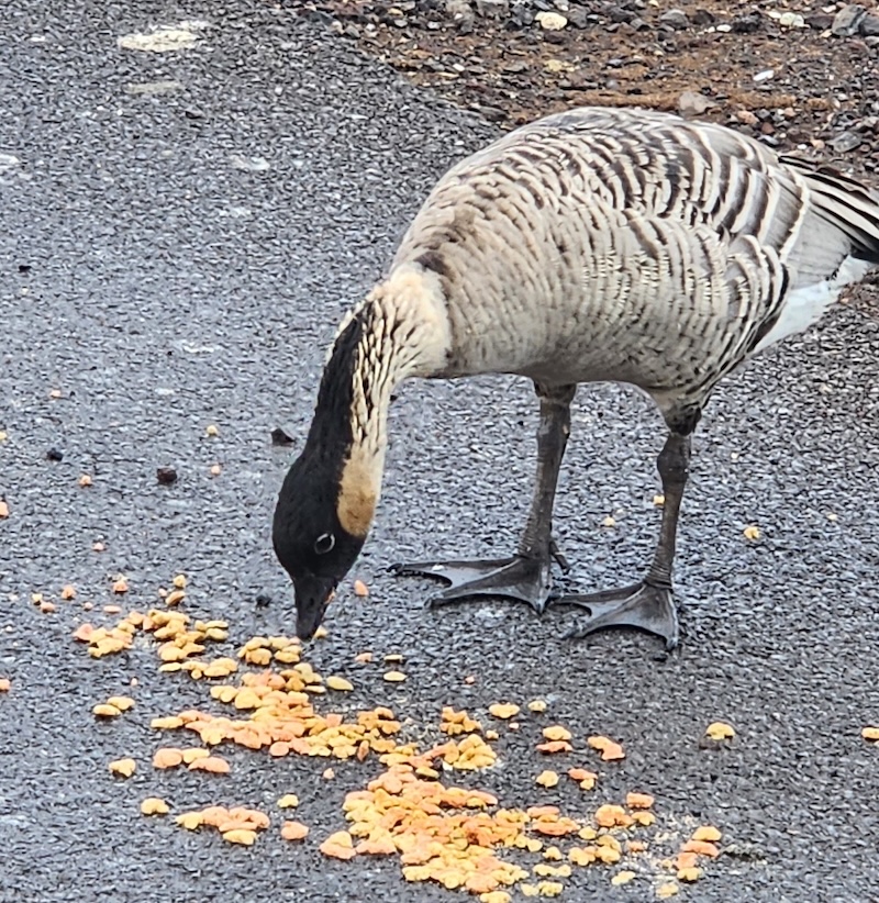 Nēnē eating cat food
