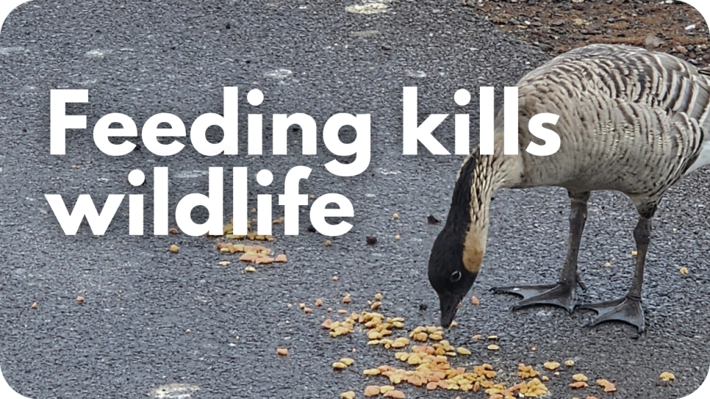 Feeding kills wildlife