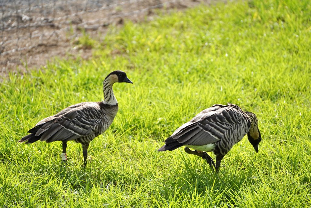 Nēnē at Puʻu Waʻawaʻa
