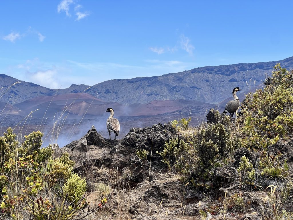 Nēnē at Haleakalā