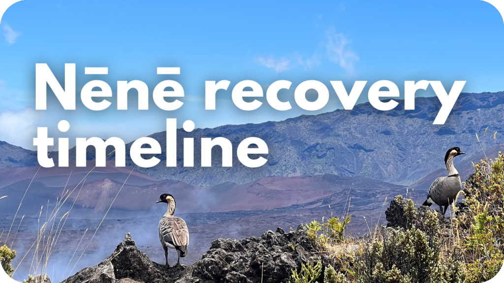Nēnē recovery timeline