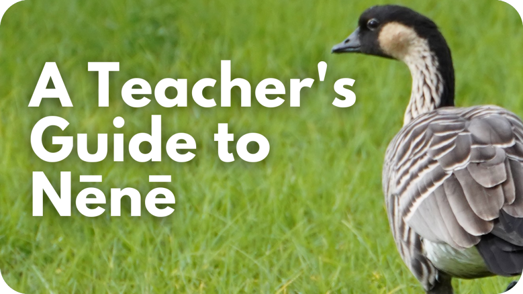 A teacherʻs guide to nēnē