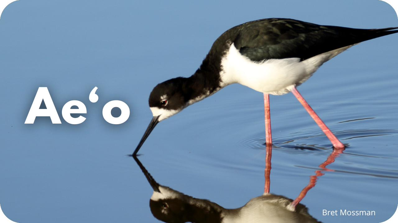 Ae'o