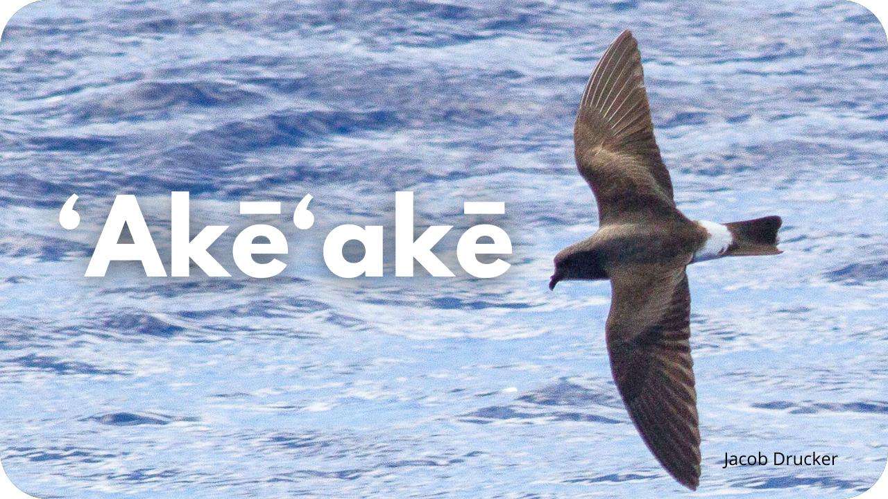 'Akēʻakē
