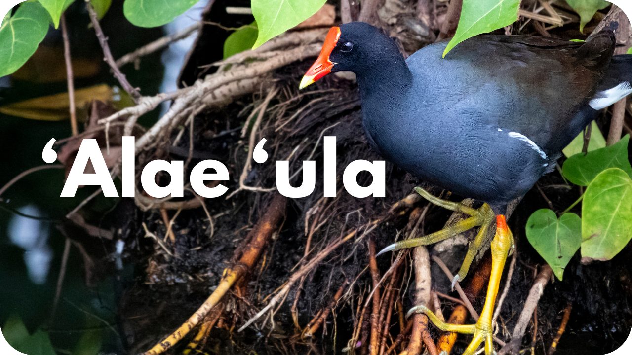 'Alae 'ula
