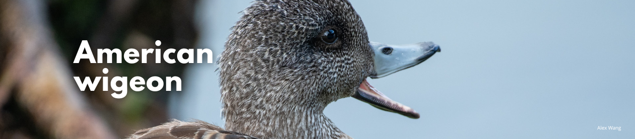 American wigeon