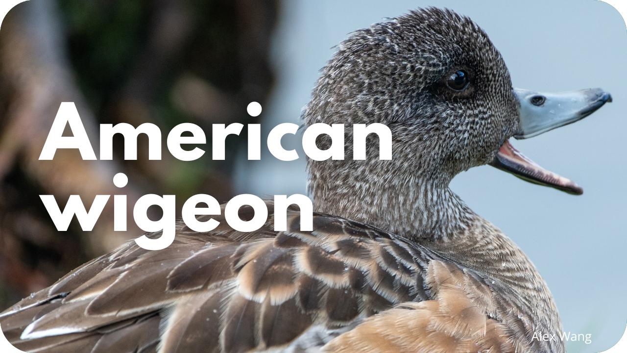 American wigeon