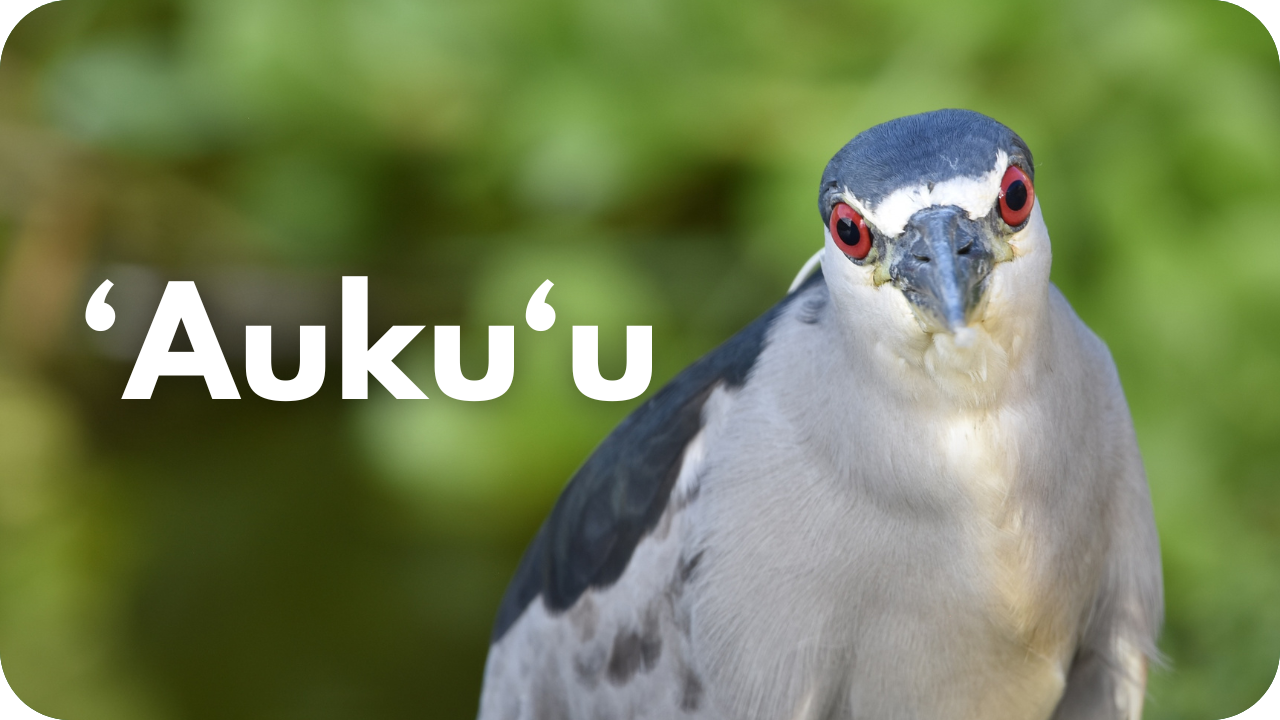 'Auku'u