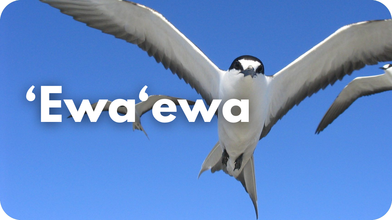 ʻEwaʻewa