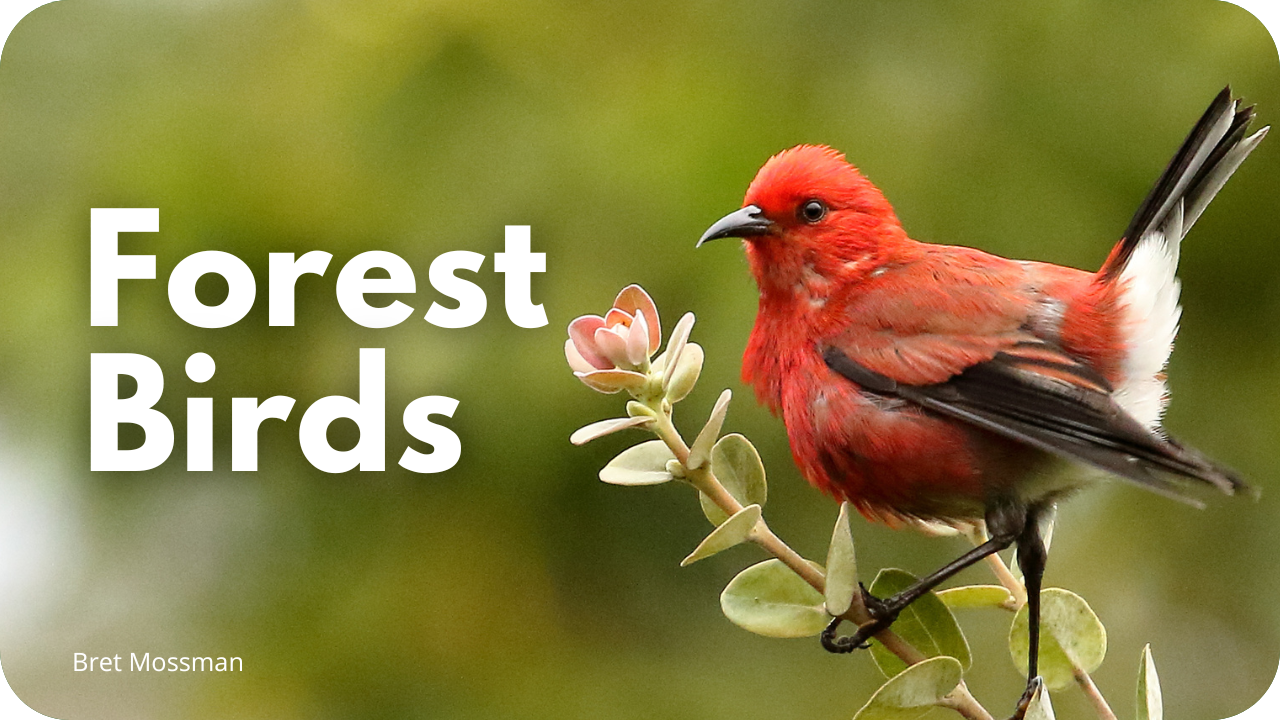 Forest Birds