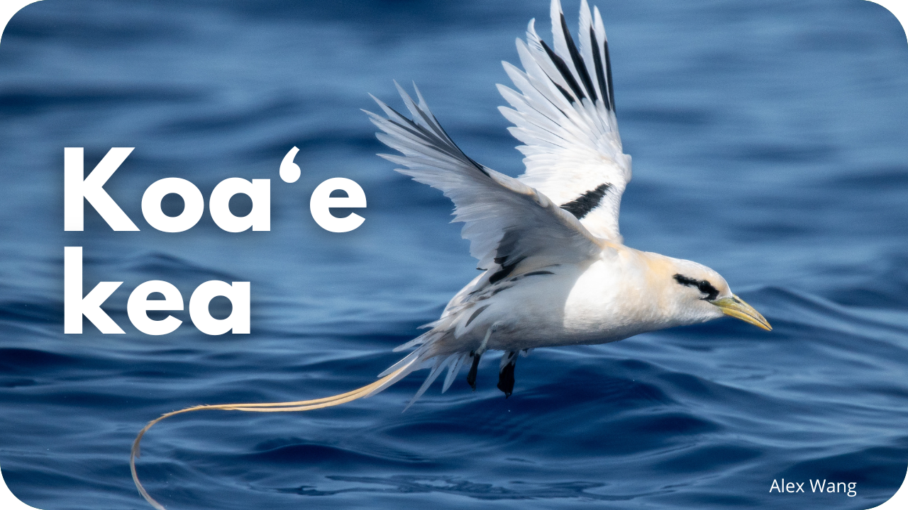 Koa'e kea