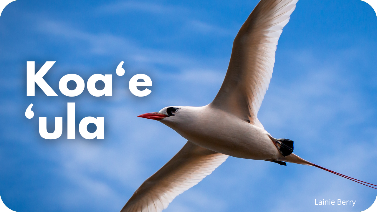 Koa'e 'ula