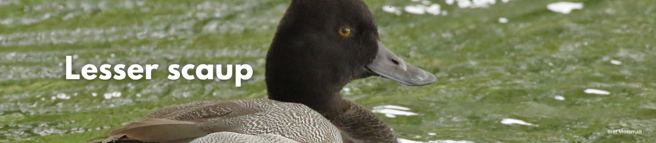 Lesser scaup