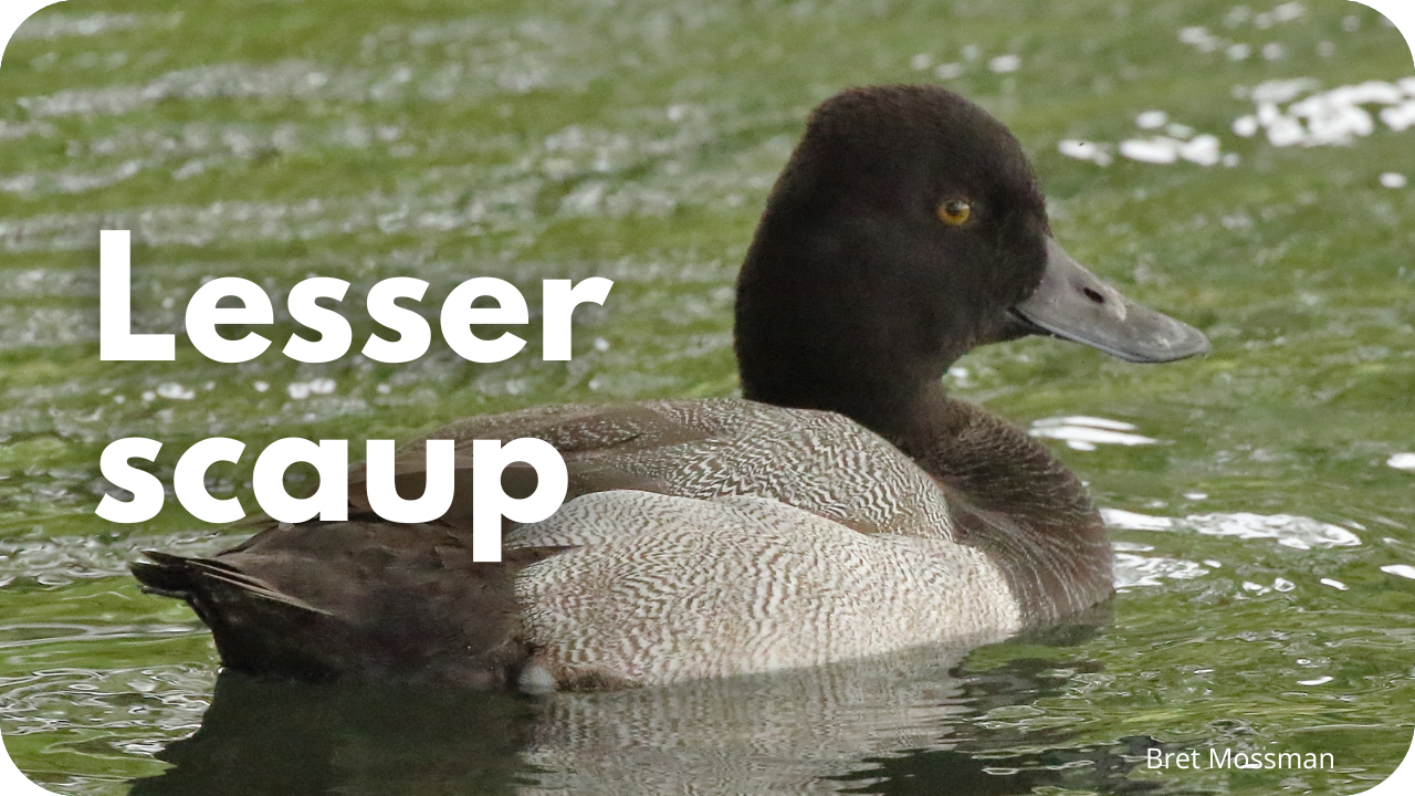 Lesser scaup