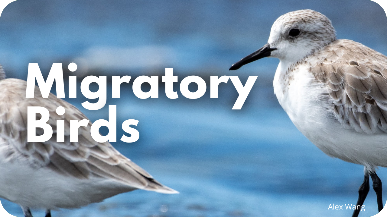 Migratory birds