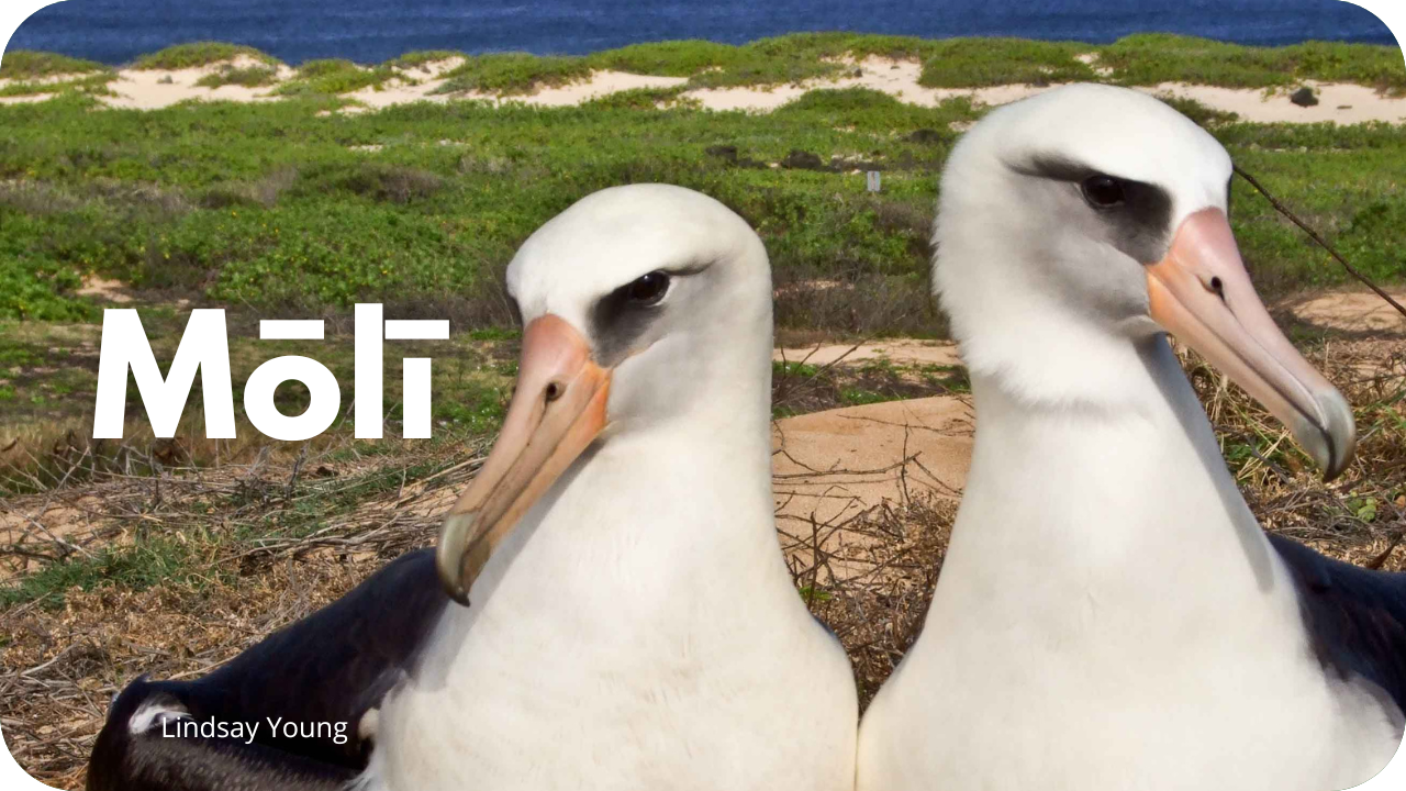 Mōlī