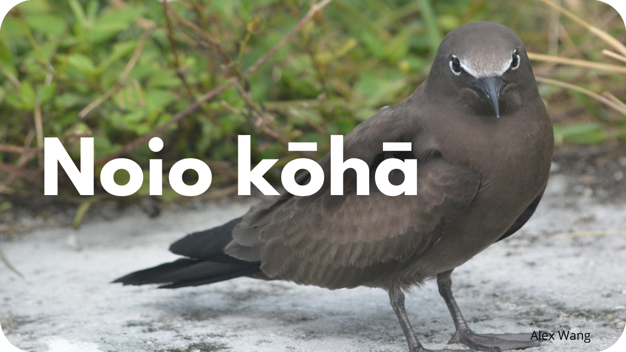 Noio kōhā