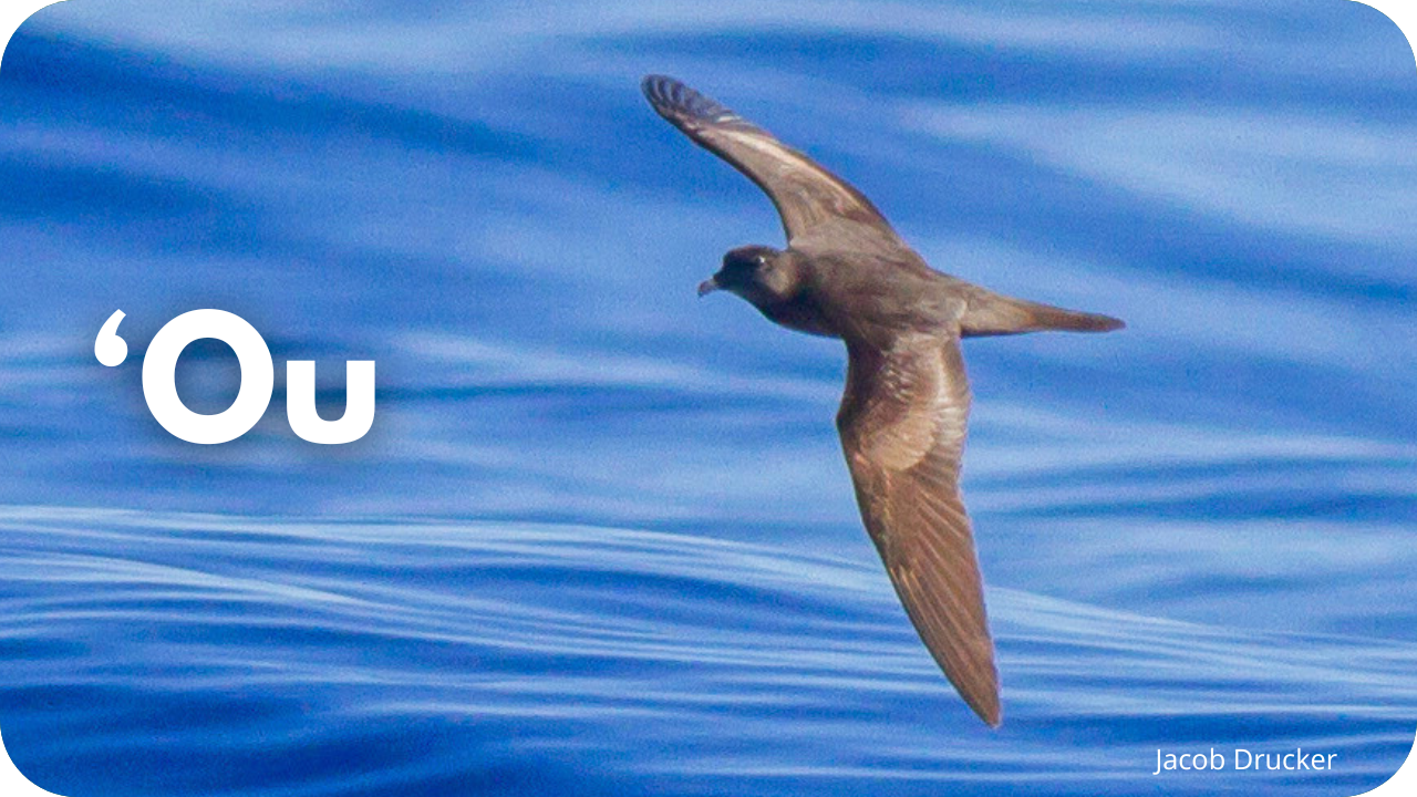'Ou