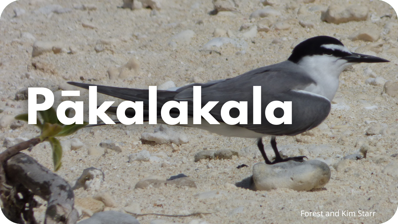 Pākalakala