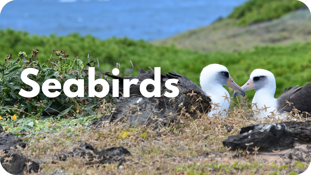 Seabirds