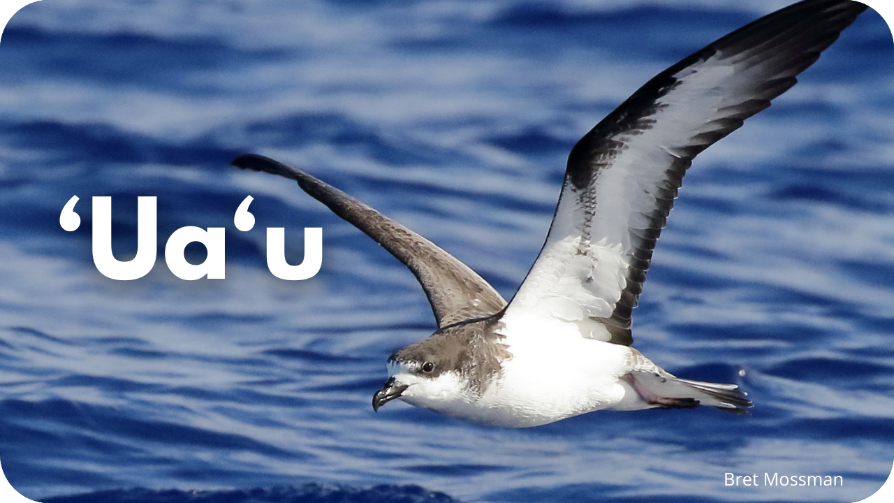 'Ua'u