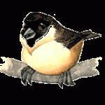 poomv