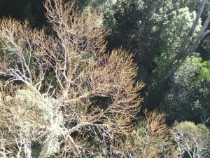 Hawaii Island Koa Defoliation-2