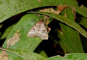 Scotorythra Paludicola Adult